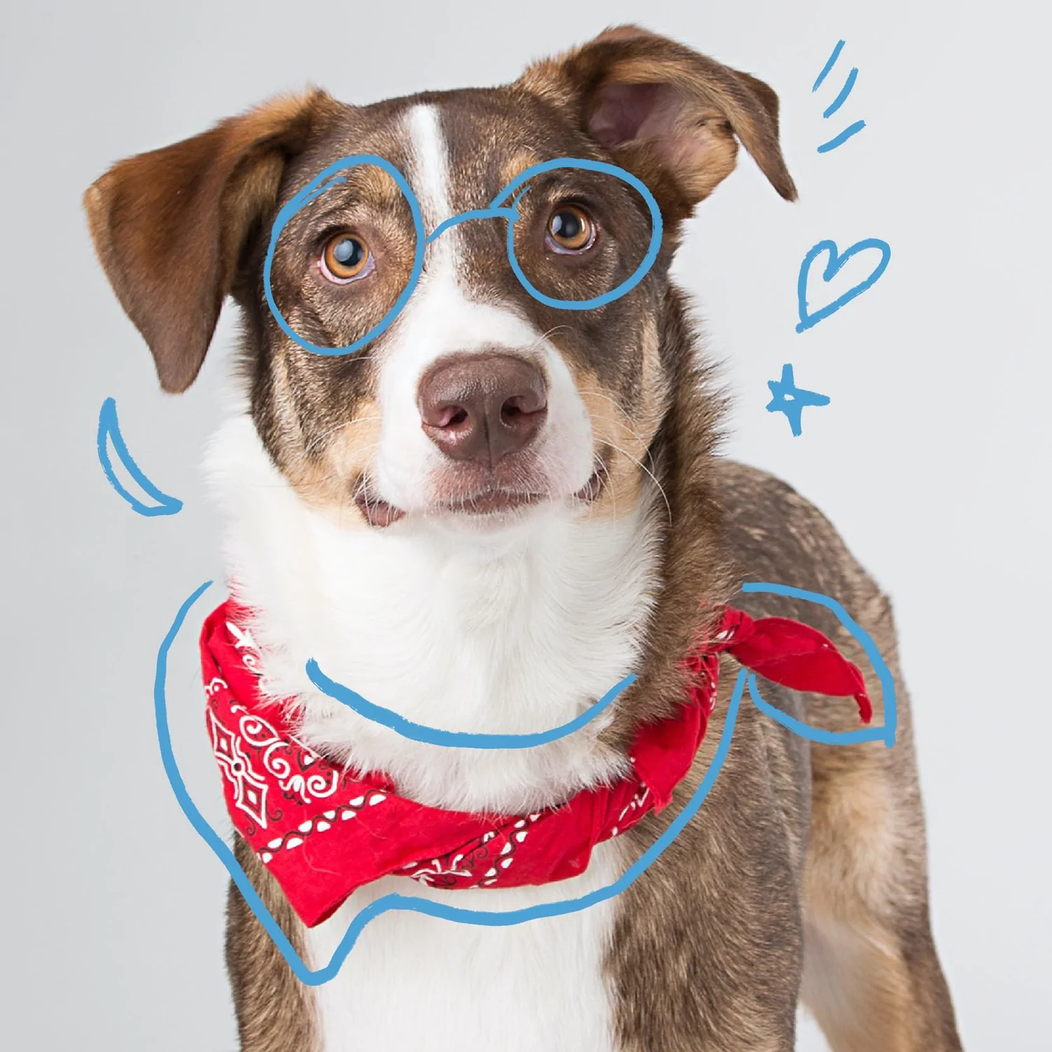Landypaw bandanas collection